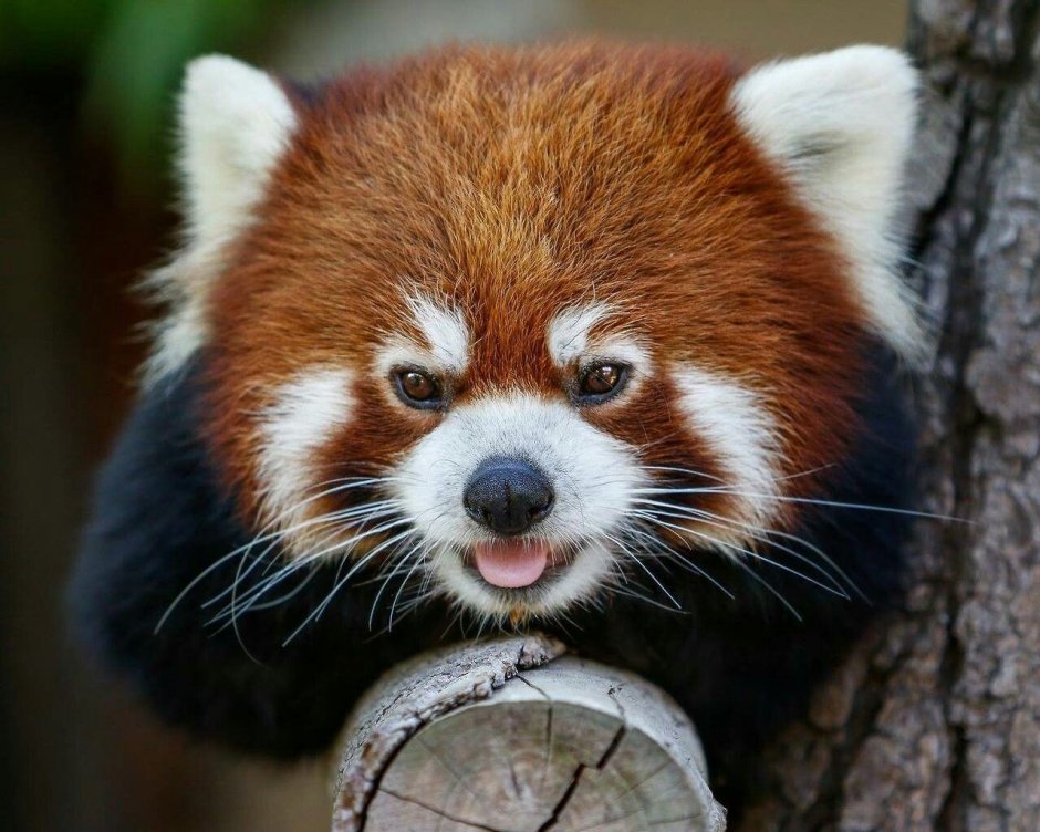 Красная Панда ржачь