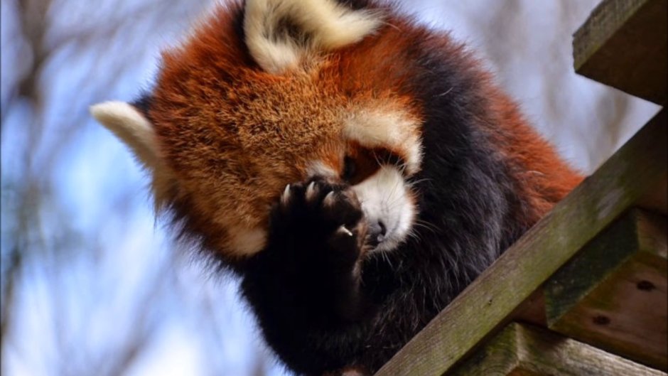 Малая Панда