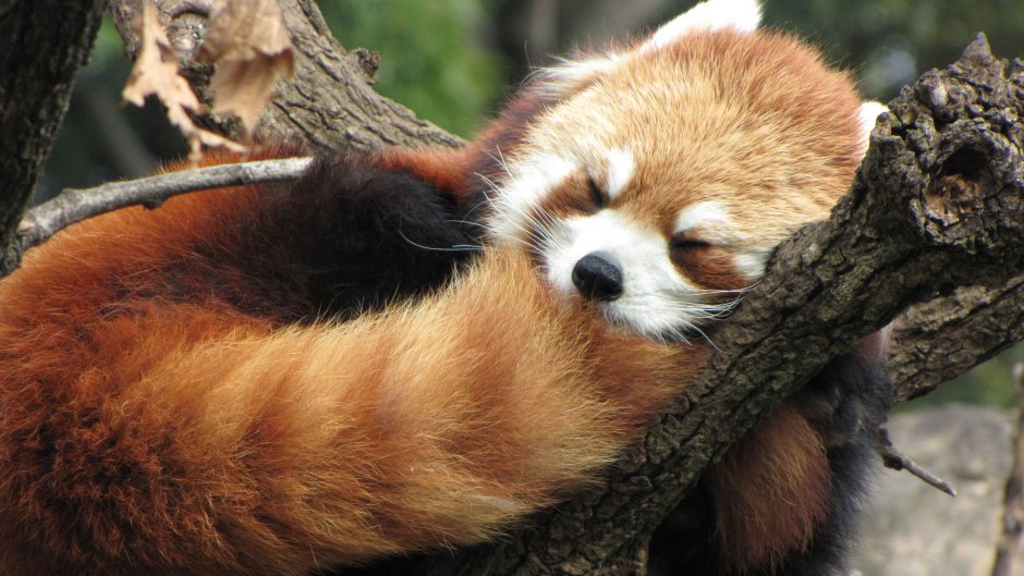 Красная Панда фото
