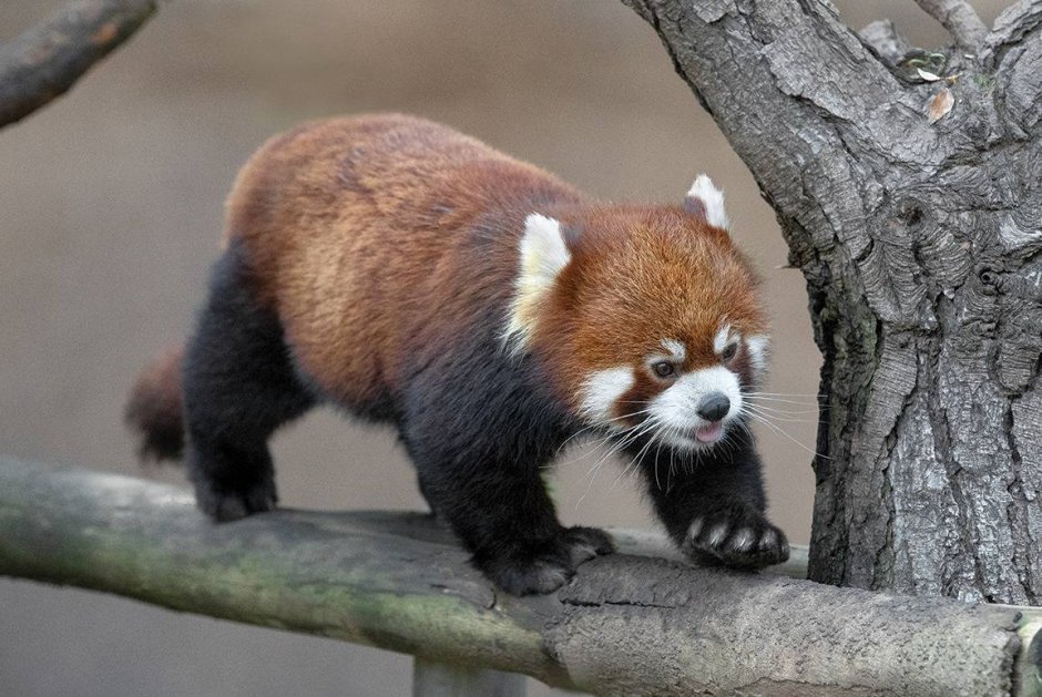 Красная Панда детеныш