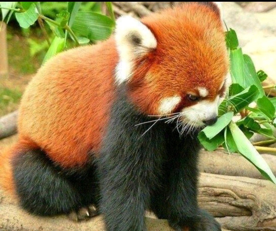 Малая Панда Мем