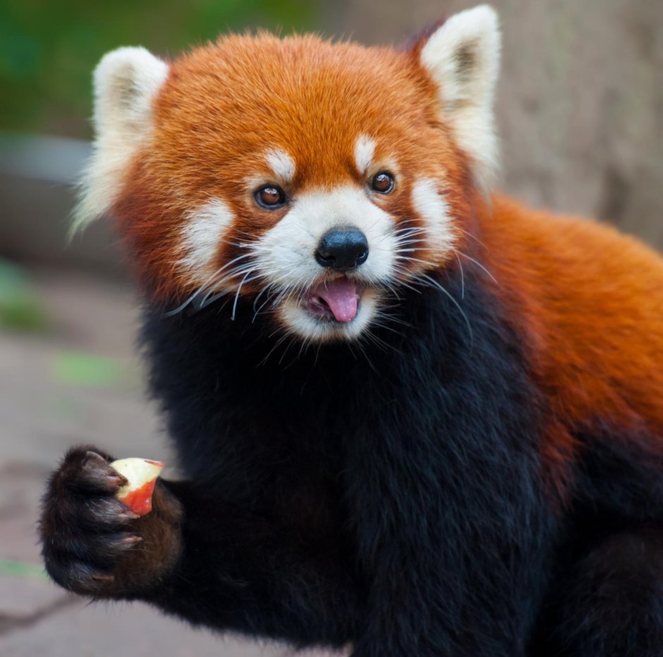 Красная Панда