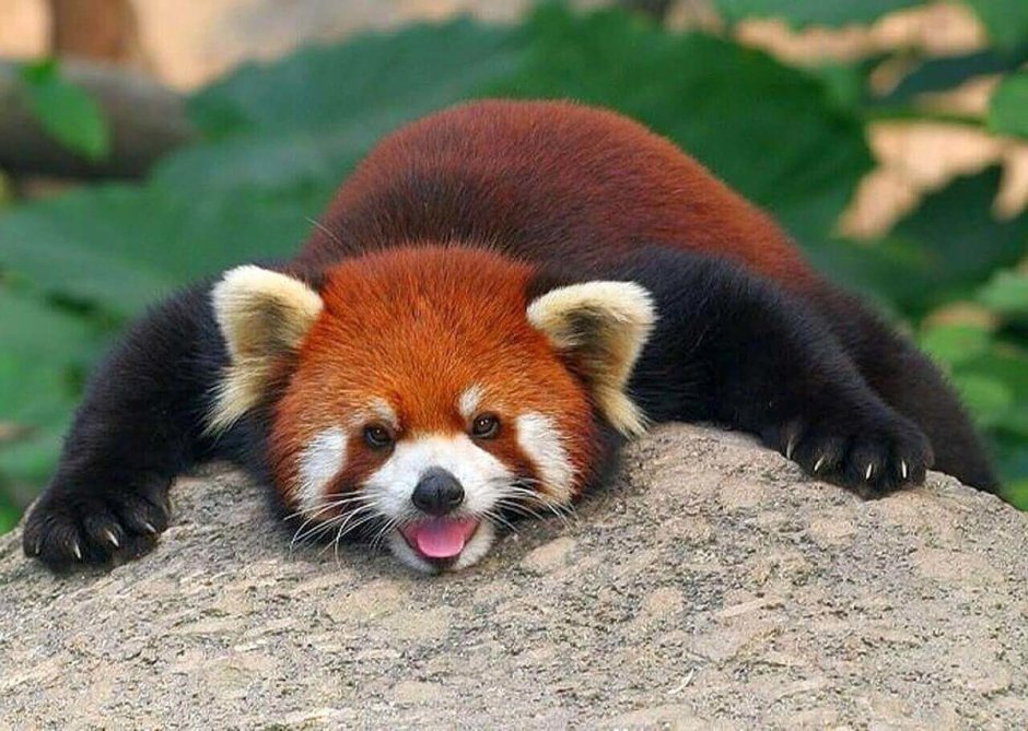 Малая (красная, рыжая, енотовидная) Панда