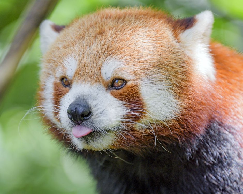 Красная Панда и камень