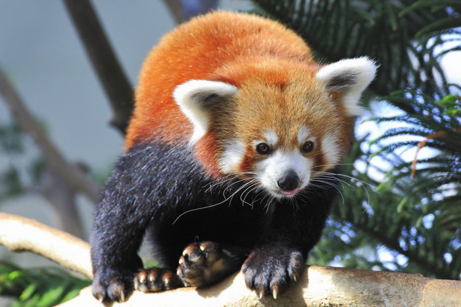 Угрожающая красная Панда