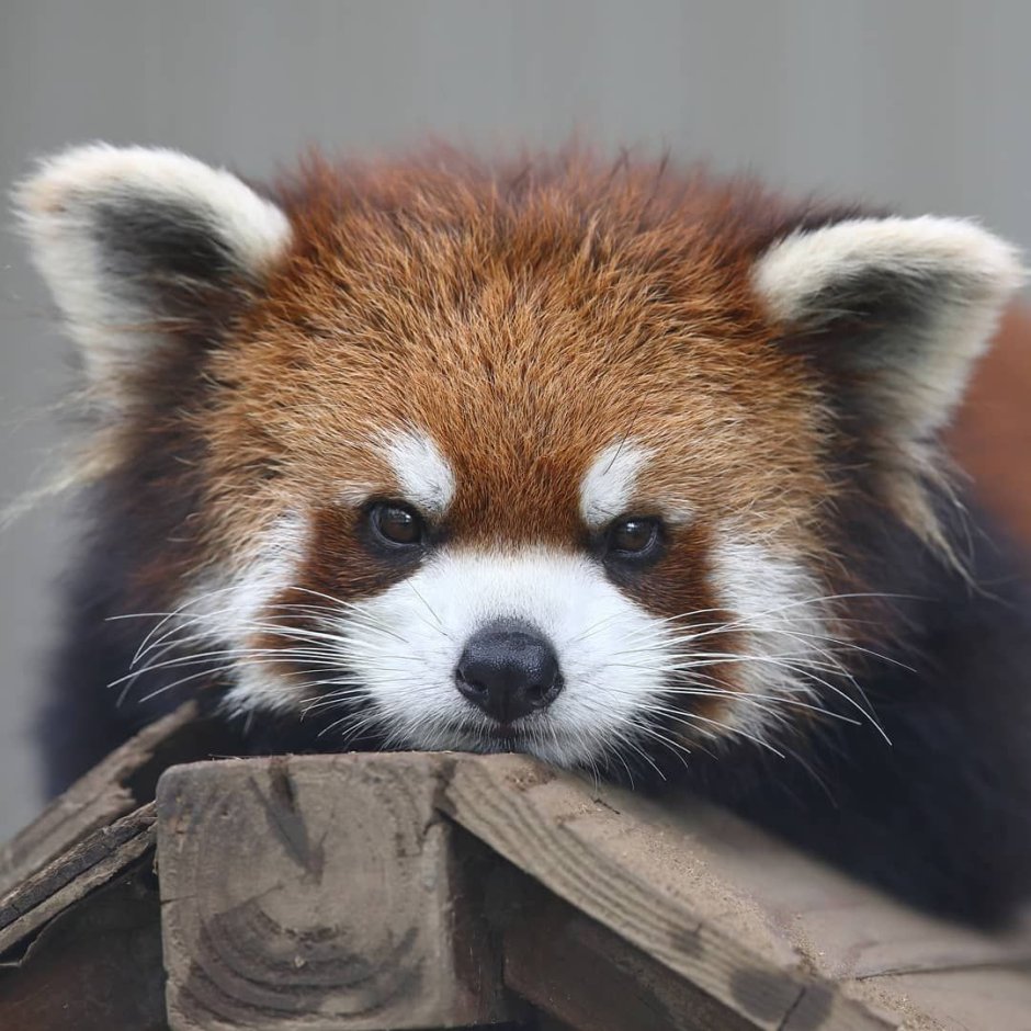Красная Панда
