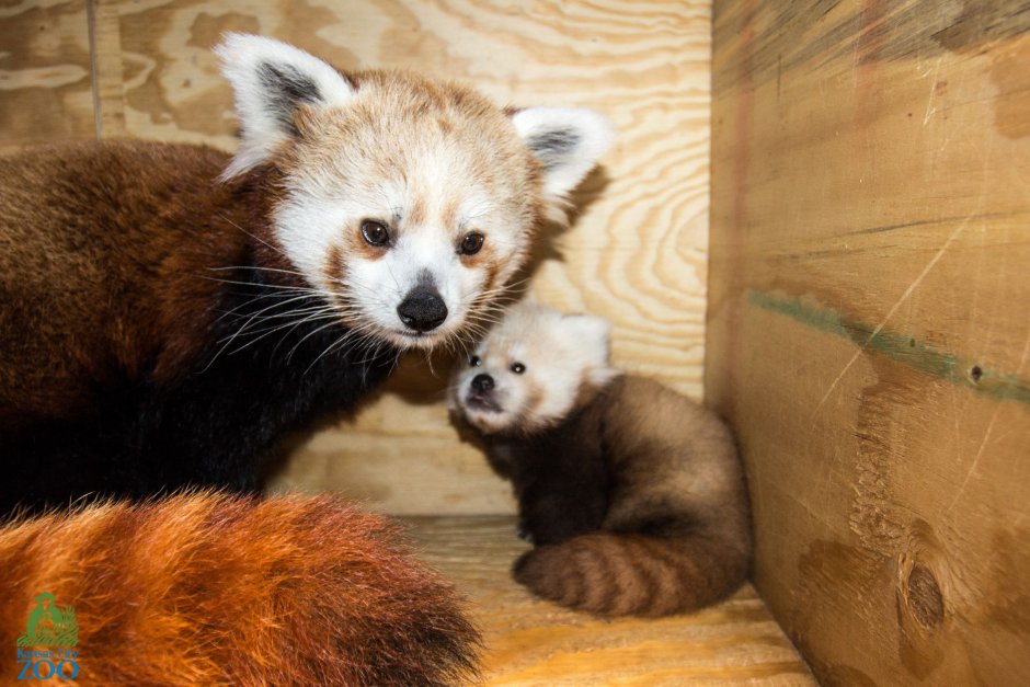 Малая Панда зимой