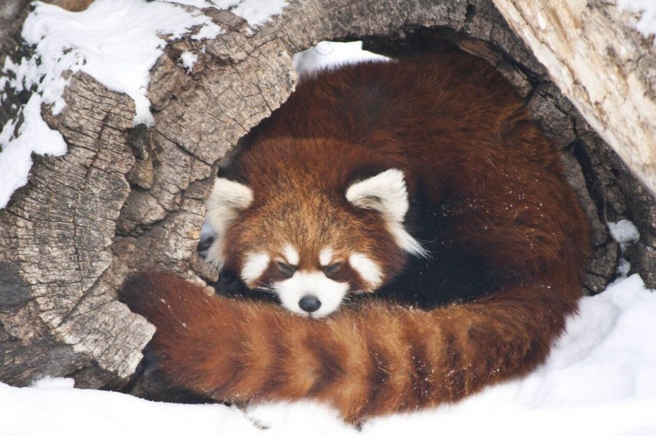 Красная Панда с высунутым языком