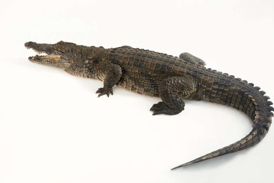 Гребнистый крокодил Schleich