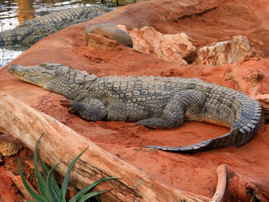 Crocodylus porosus