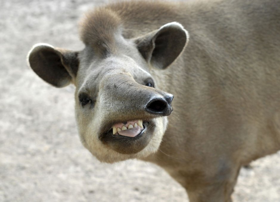 Чепрачный тапир (Tapirus indicus