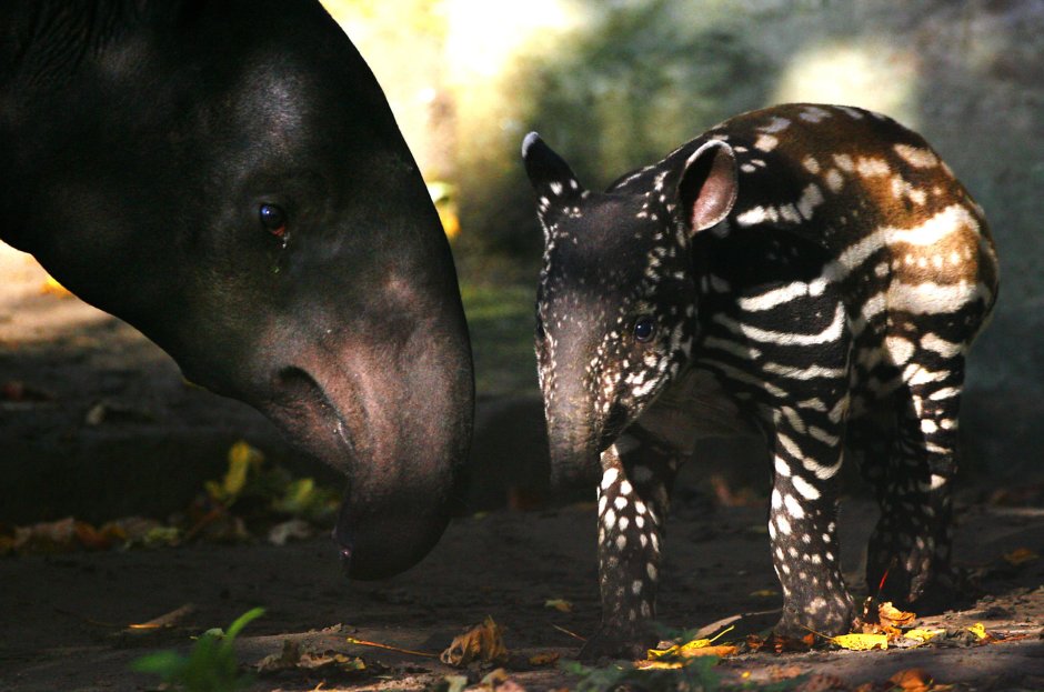 Tapirus bairdii