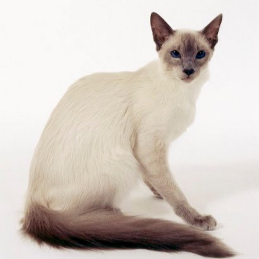 Яванская кошка