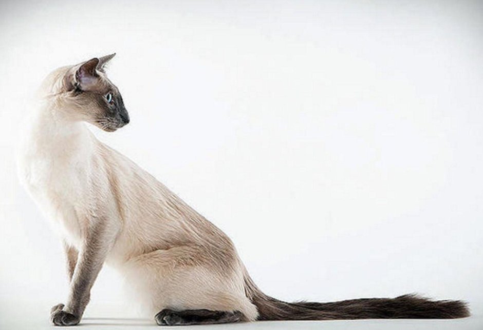 Сиамский балинезийский кот