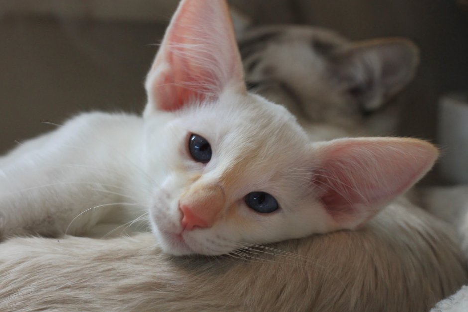 Яванез кошка