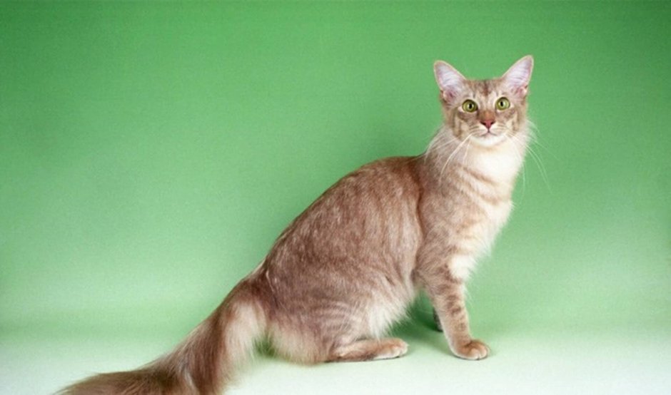 Javanese animal