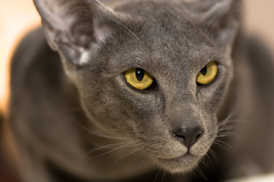 Яванский котенок