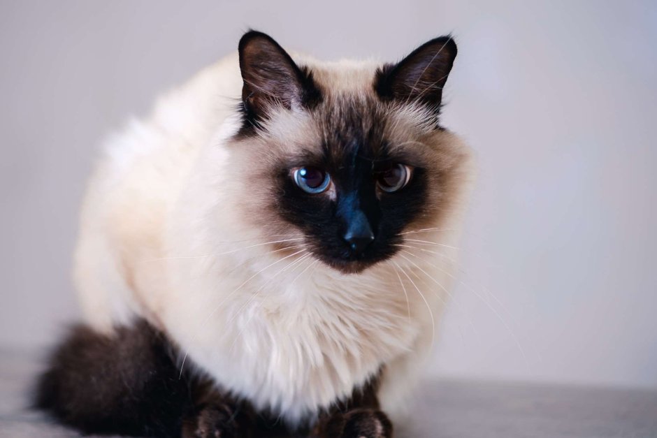 Яванская кошка фото