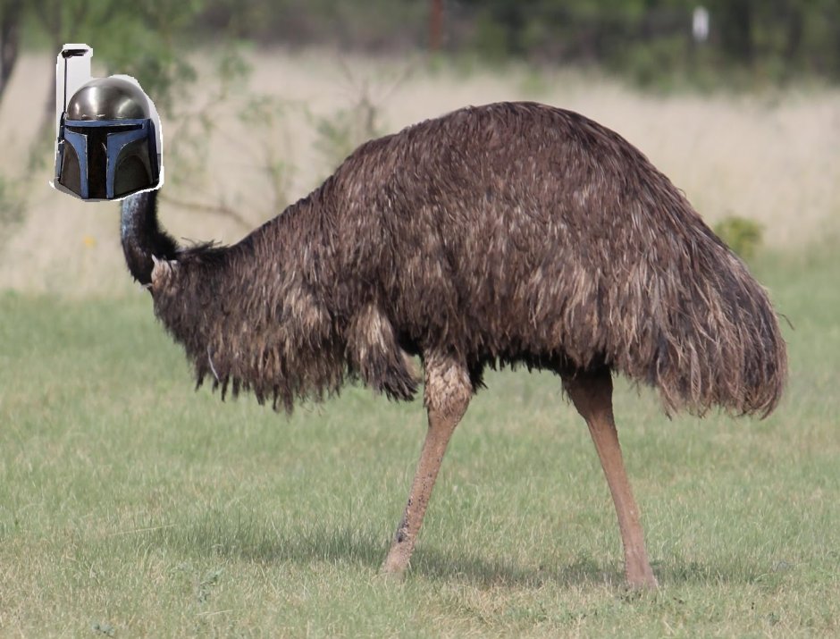 Emu Bird