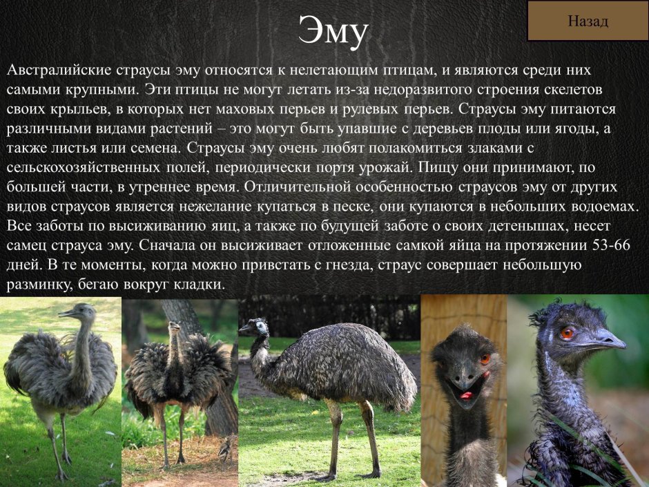 Страус эму среда жизни и среда обитания