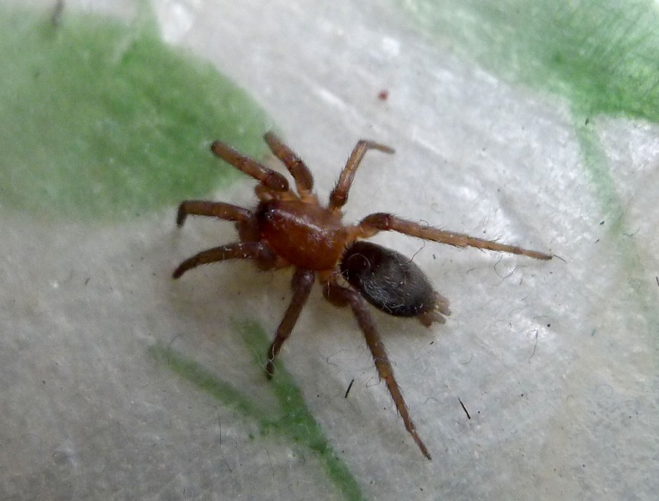 Паук Gnaphosidae Poecilochroa
