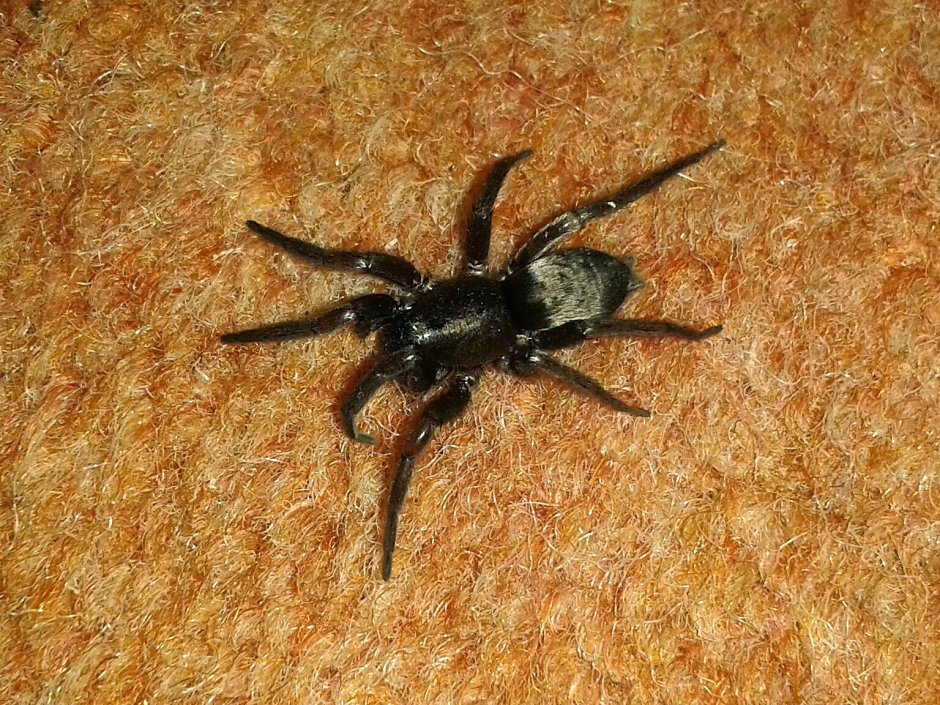 Scotophaeus scutulatus