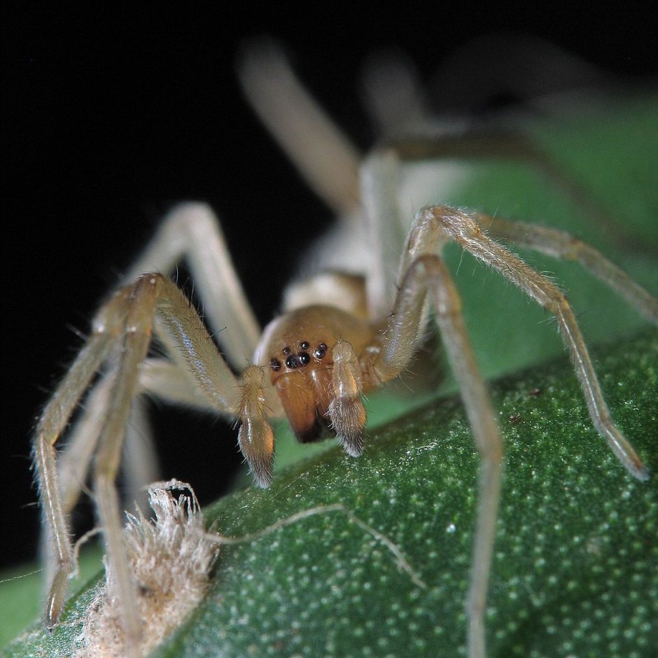 Паук Drassodes SP.