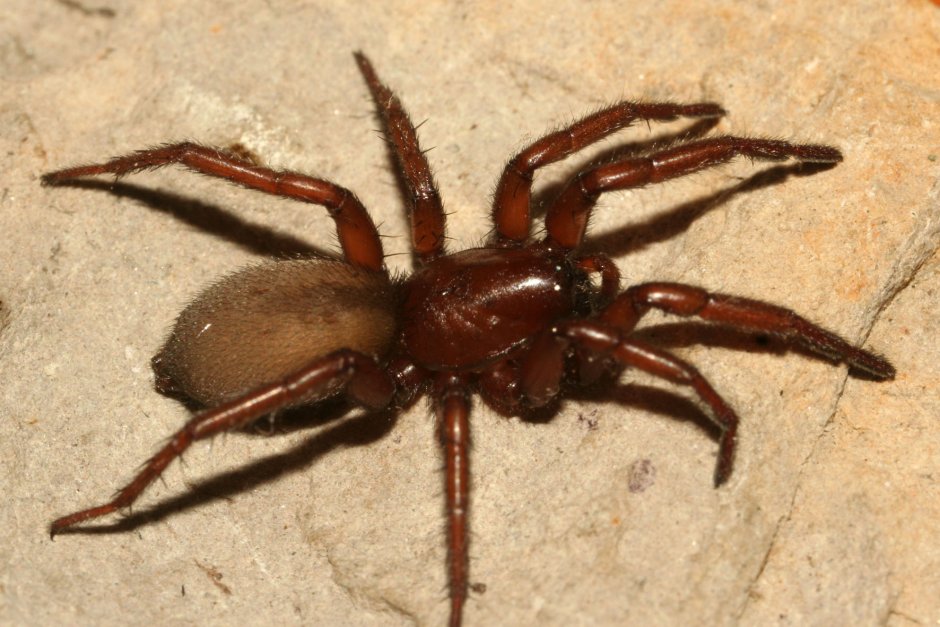 Паук Gnaphosidae Zelotes