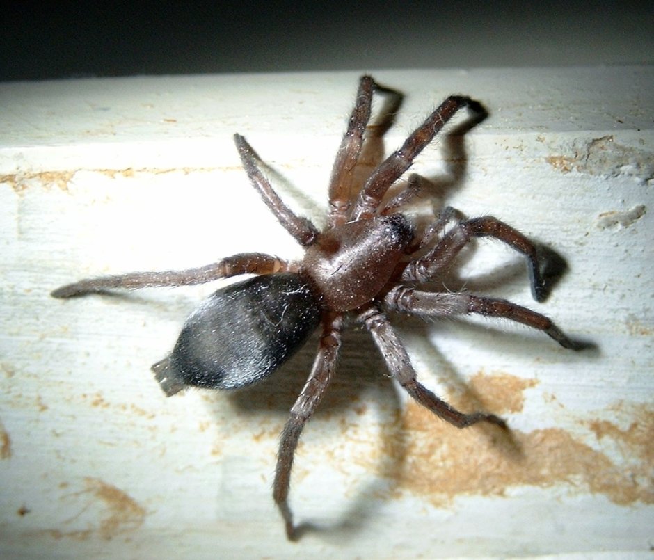 Paracyphoderris erebeus