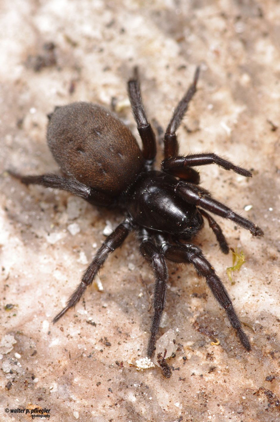 Gnaphosa muscorum