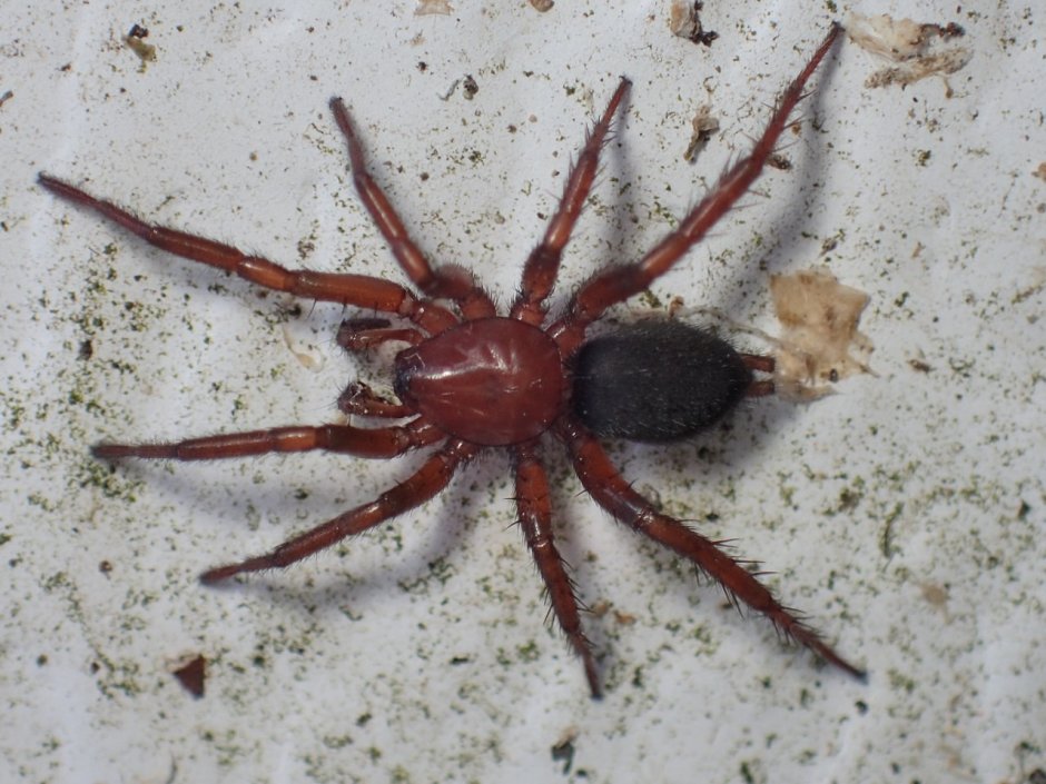 Паук Drassyllus praeficus