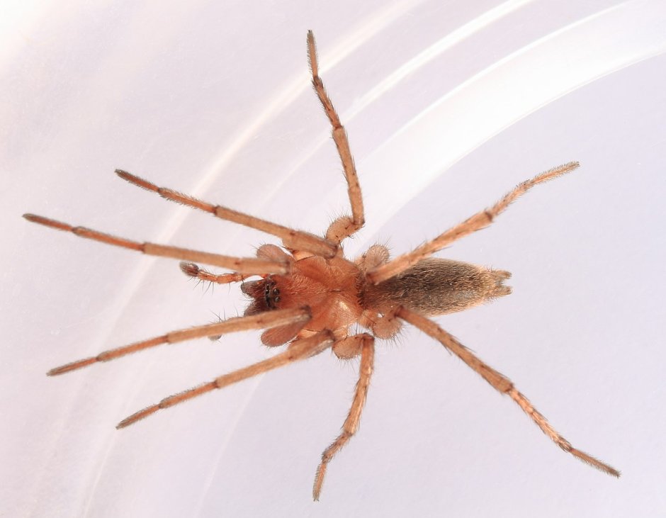Micaria sociabilis