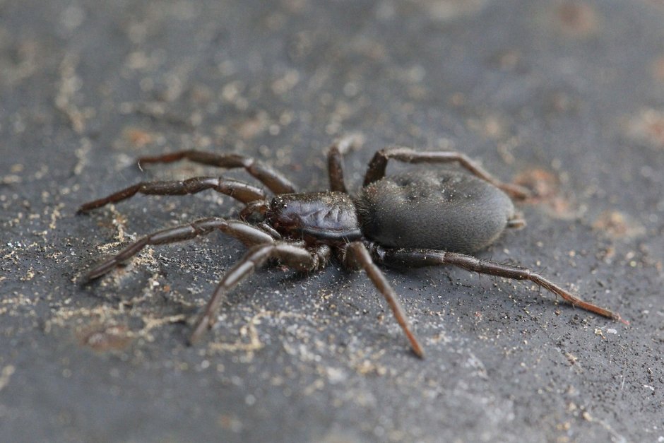 Gnaphosa mcheidzeae
