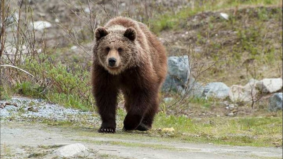 Мазалай медведь Гобийский