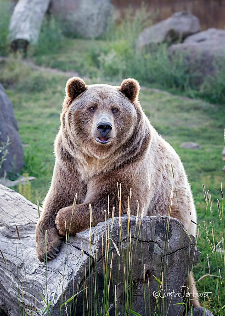 Тибетский бурый медведь Ursus arctos pruinosus