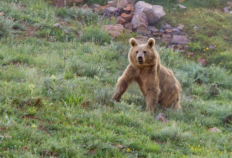 Медведь пищухоед Пржевальского
