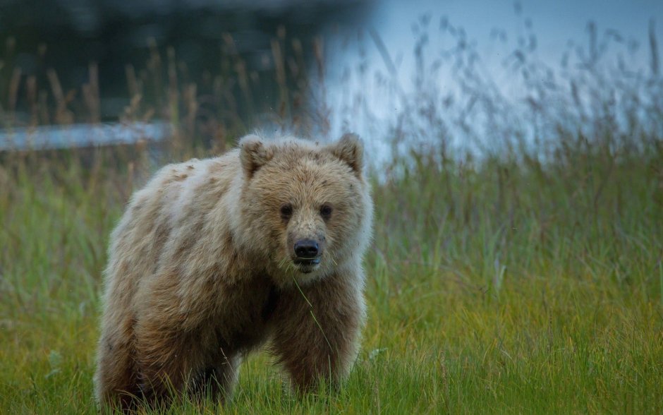 Бурый медведь (Ursus arctos)