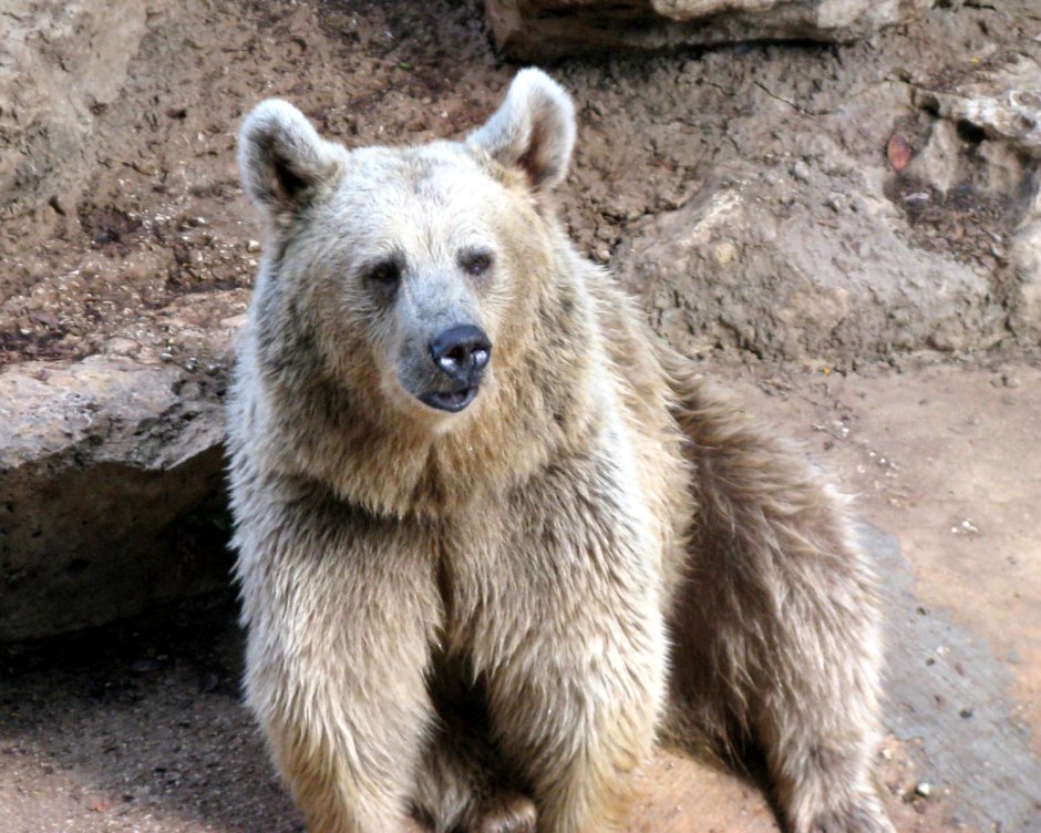 Голубой тибетский медведь