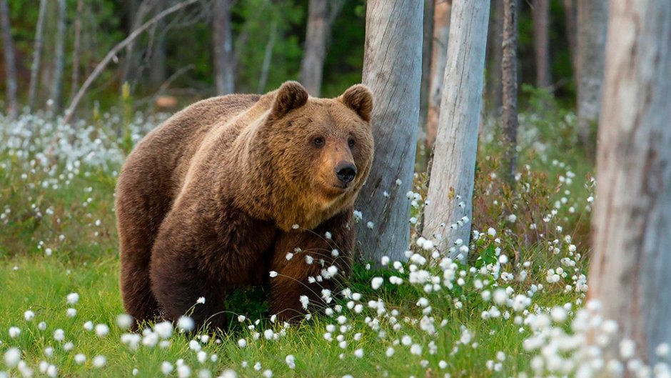 Тибетский бурый медведь Ursus arctos pruinosus