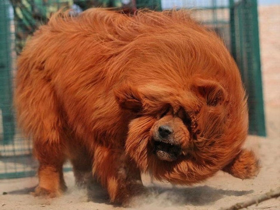 Мастиф Хонг Донг