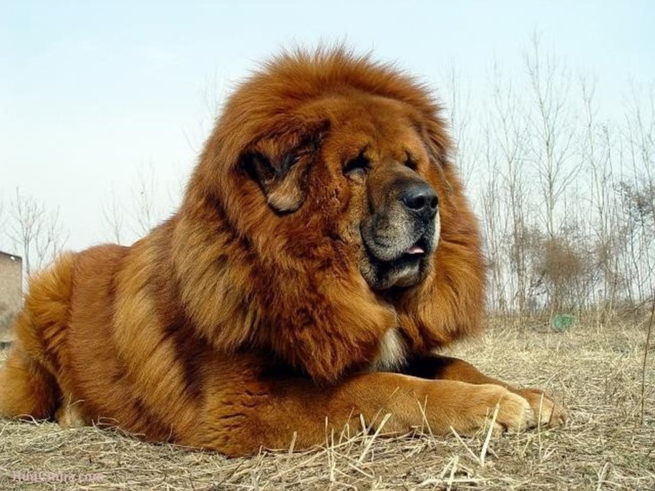 Мастиф Хонг Донг