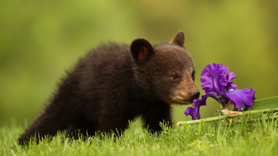 Весенний медведь