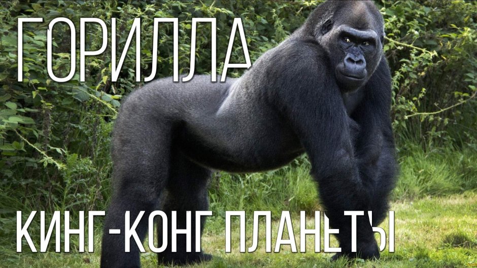 Обезьяны шимпанзе и гориллы