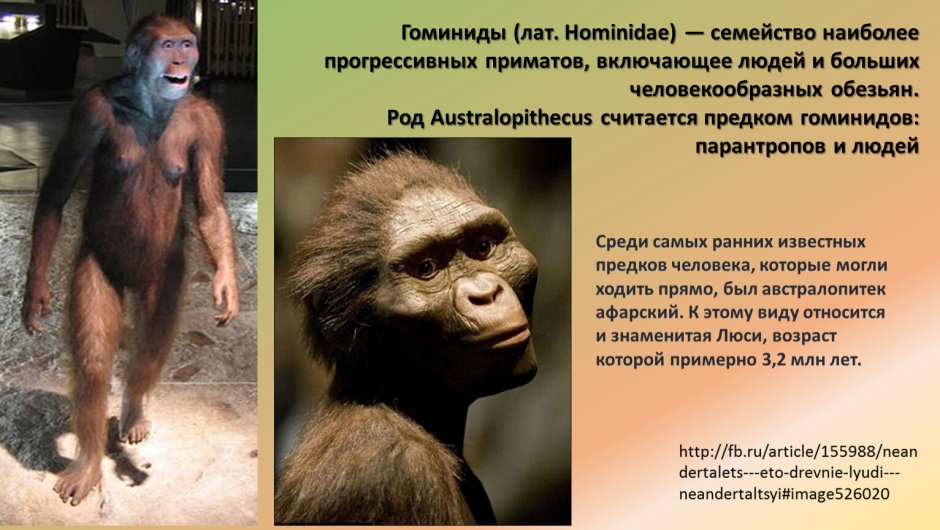 Селфи с гориллами в Конго