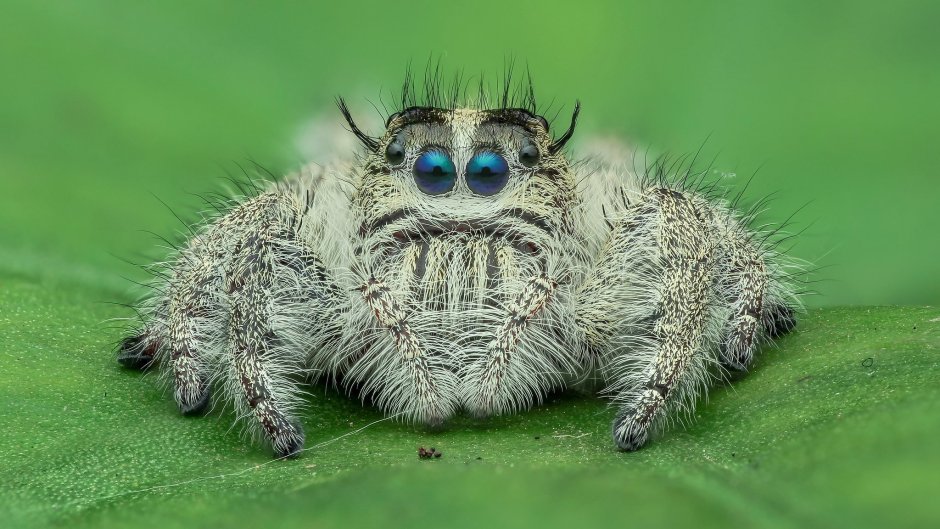 Паук скакунчик Aelurillus
