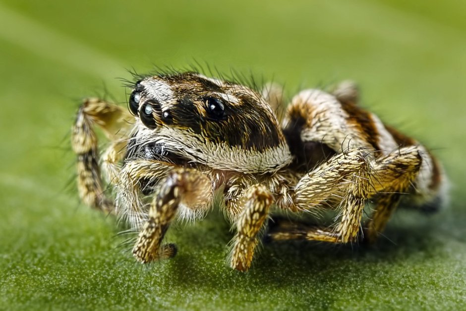 Euophrys omnisuperstes
