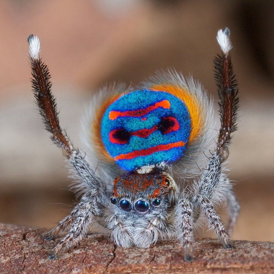 Паук Phidippus Regius