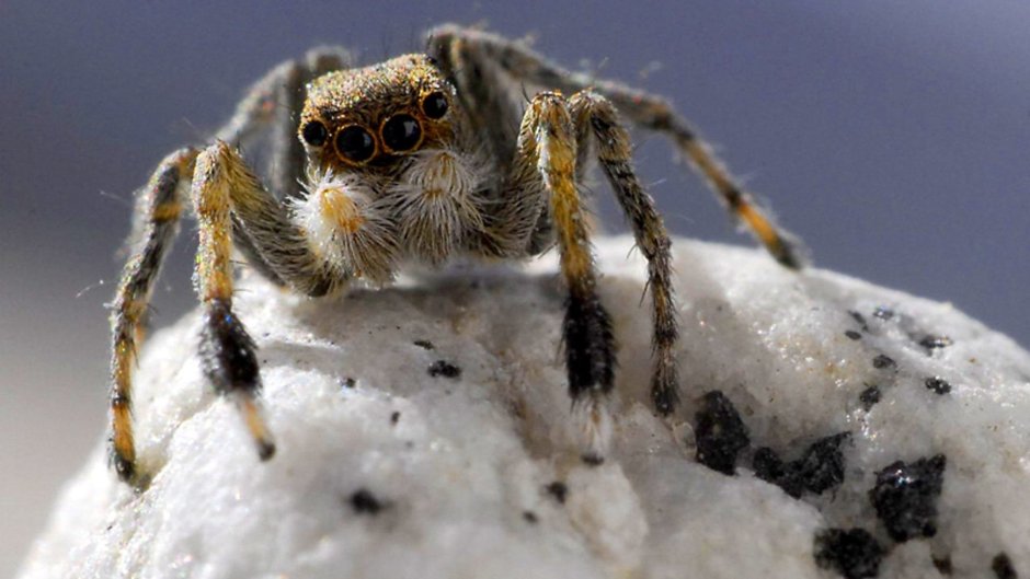 Паук скакун Hyllus diardi