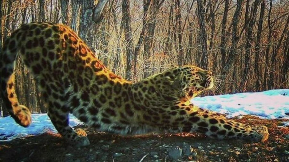 Амурский тигр популяция