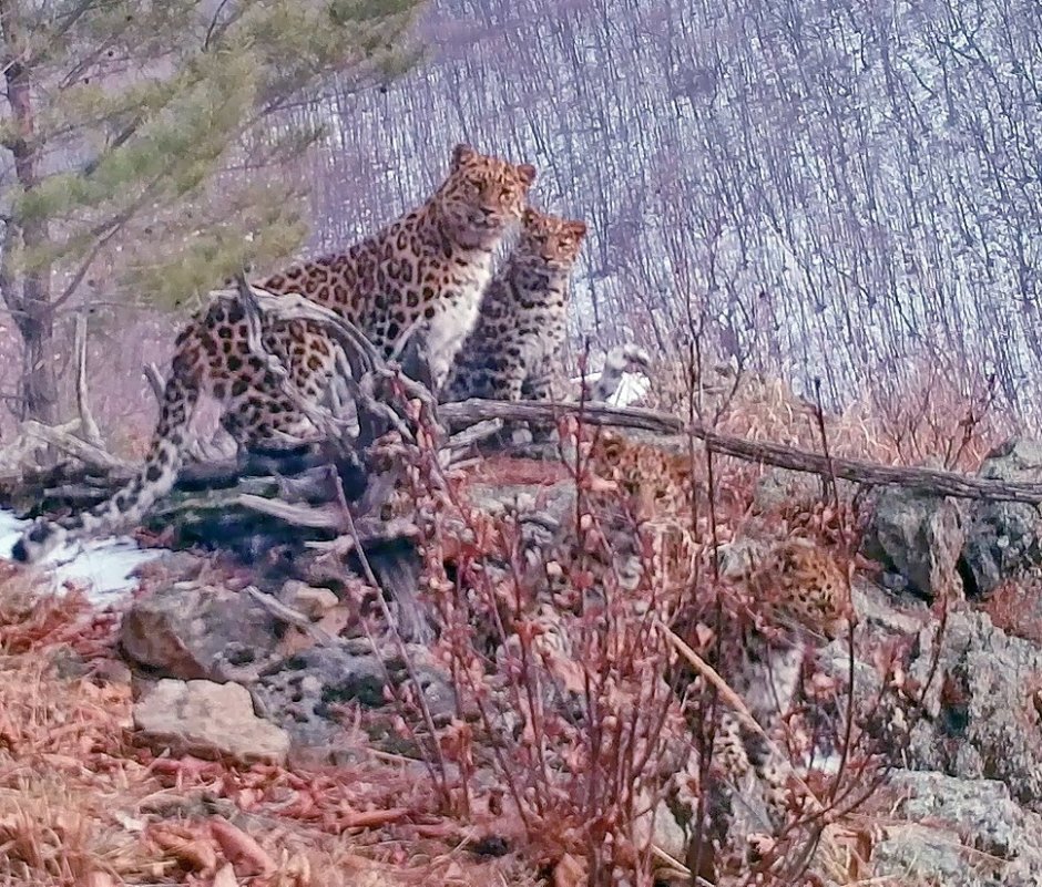 Дальневосточный леопард Кедровая Падь